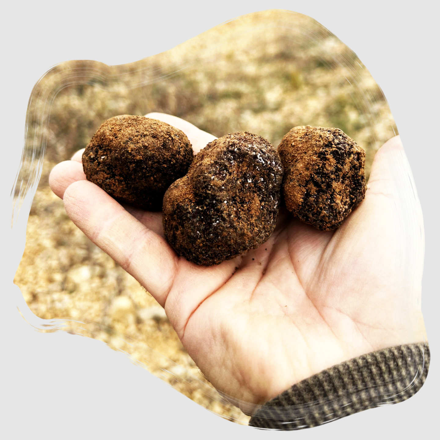 recolección trufa negra con perros - Valtruf
