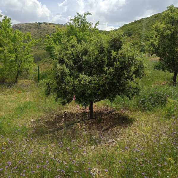 apadrina encina trufera - Valtruf