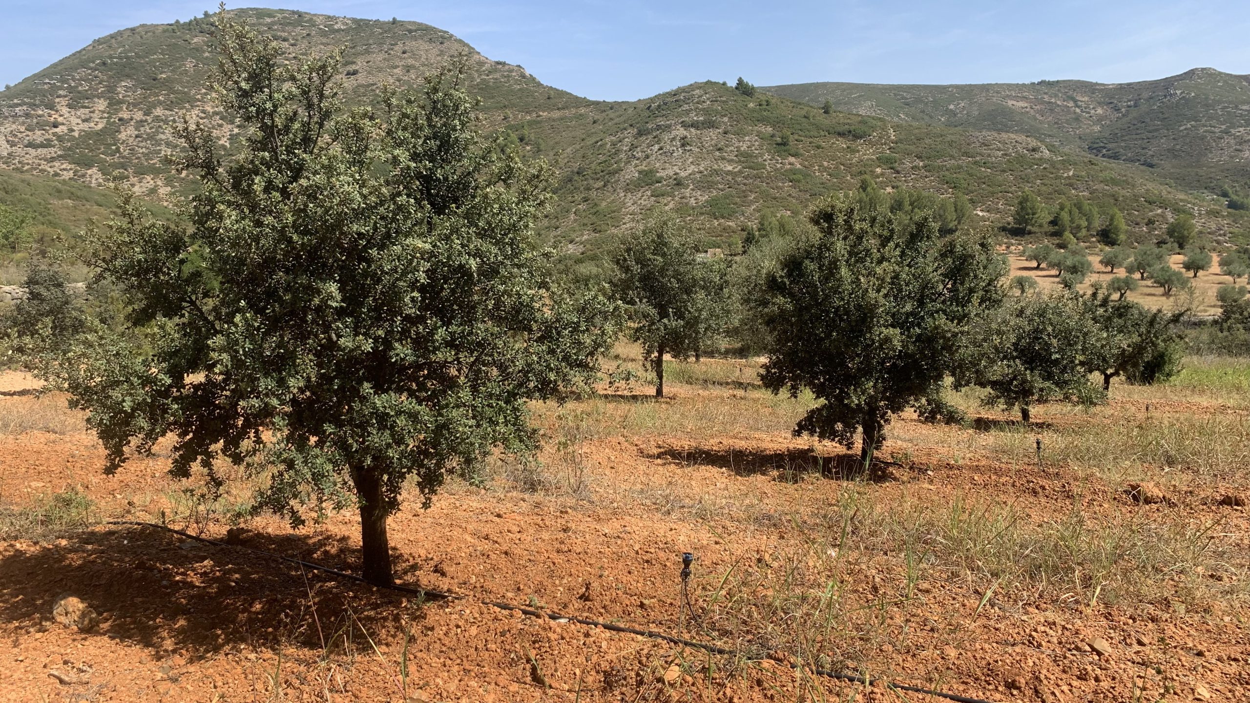 apadrina una encina trufera apadrina una encina trufera